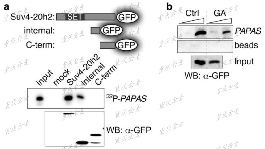 RNA pμll-down.jpg