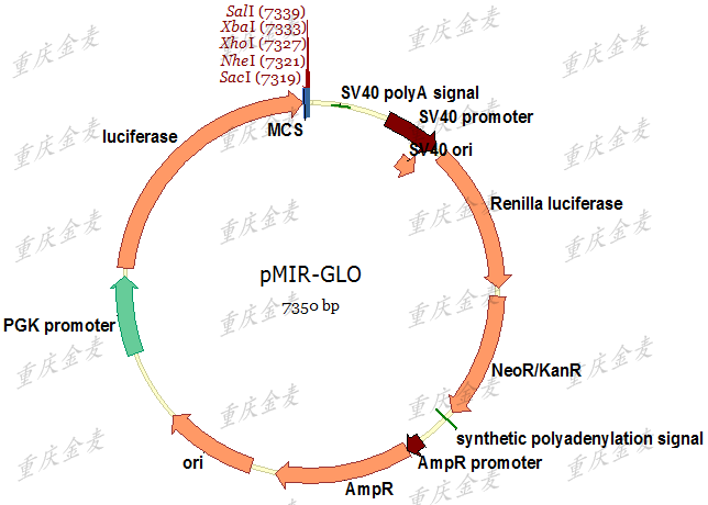 雙熒光素酶載體構(gòu)建.png