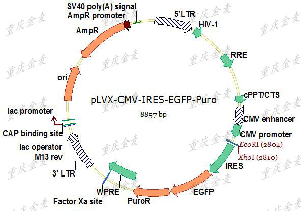 慢病毒載體構(gòu)建1.jpg