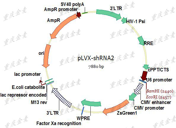 慢病毒載體構(gòu)建2.jpg