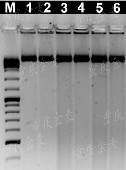 基因組DNA提取