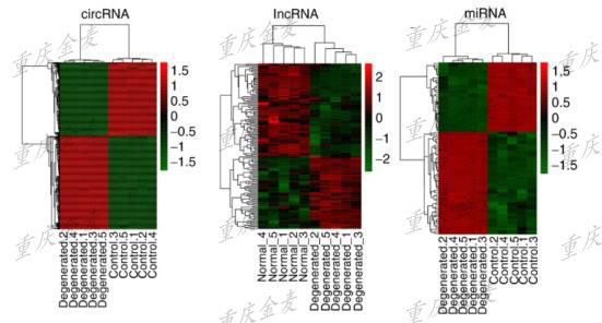 LncRNA/circRNA/miRNA/mRNA 測序