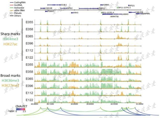 ChIP-Seq