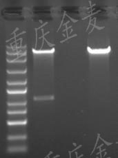 質粒構建